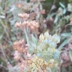 Caryopteris clandonensis Blomst