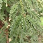 Sequoia sempervirens Φύλλο