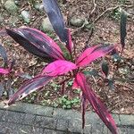 Cordyline fruticosaΦύλλο