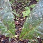Talisia furfuracea Leaf