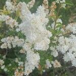 Spiraea cantoniensis Kvet