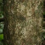Pradosia ptychandra Bark