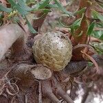 Leucadendron galpinii फल