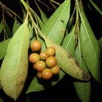 Citharexylum macradenium Feuille