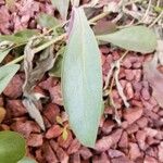 Penstemon parryi Leaf