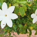 Gardenia taitensis Blüte