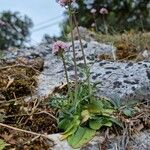 Valeriana tuberosa Elinympäristö