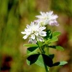 Trifolium tomentosum Habit