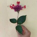 Clerodendrum × speciosumКвітка