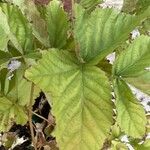 Rubus × loganobaccus Leaf