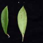 Hoya longifolia Hábito