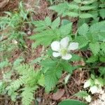 Rubus fraxinifolius 花