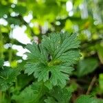 Ranunculus lanuginosus List