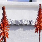 Aloe arborescensFlor