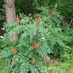 Rhus glabra Flor