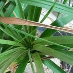 Beaucarnea recurvata ᱥᱟᱠᱟᱢ