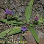 Echium bonnetii Облик