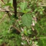 Leptodermis pilosa Leaf