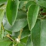 Jasminum grandiflorum Leaf