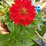 Zinnia peruviana Květ