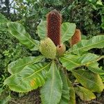 Banksia robur फूल