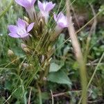 Gentianella ramosa Hábito