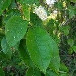 Prunus virginiana Blodyn