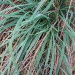 Carex sempervirens Blad