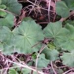 Alchemilla glabra Blad