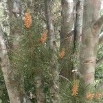 Pinus bungeana Kukka