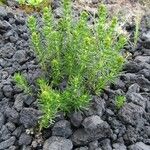 Galium lucidum List