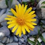 Buphthalmum salicifolium Flower