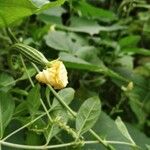 Luffa acutangula Fruit