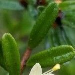 Myrtastrum rufopunctatum Leaf