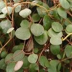 Peperomia rotundifolia Hábito