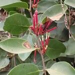 Tapinanthus globiferus Цвят