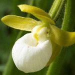 Cypripedium californicum ᱵᱟᱦᱟ