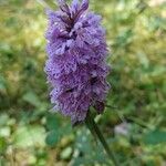 Dactylorhiza maculataКвітка