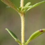 Thymus embergeri Folla