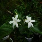 Jasminum sambacफूल