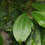 Celtis prantlii Hoja