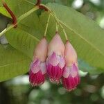 Syzygium schistaceum 花