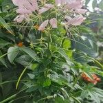 Cleome spinosaLeaf