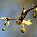 Platanus × hispanica Other