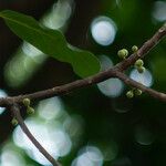 Ficus virens Frukt