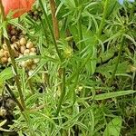 Gilia achilleifolia Φύλλο