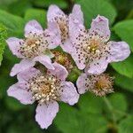 Rubus ulmifolius 花