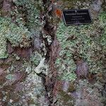 Dacrycarpus dacrydioides Bark