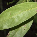 Nectandra hihua Feuille