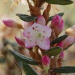 Rhododendron pubescens Flor